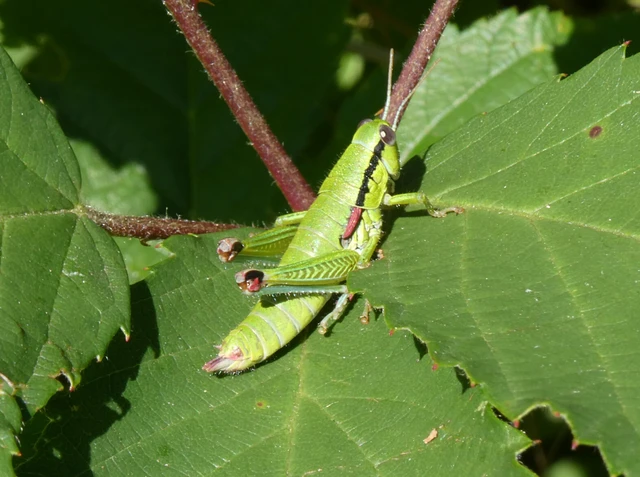 Orthoptera - Egyenesszárnyúak