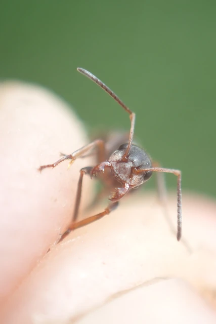 Formica rufibarbis - vörös rabszolgahangya