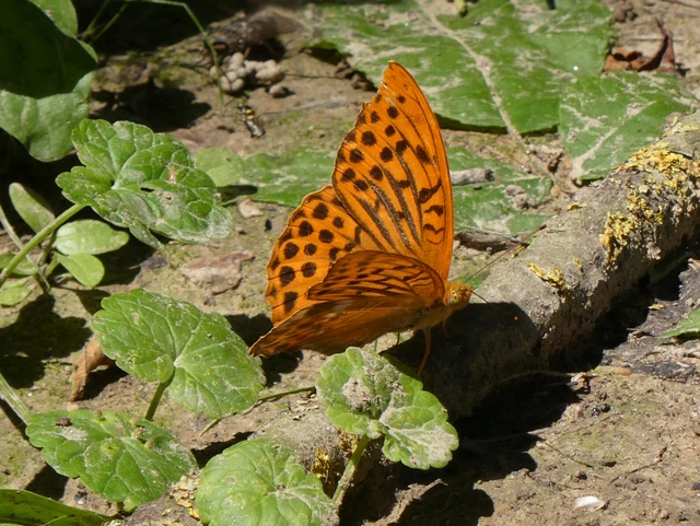Argynnis paphia - nagy gyöngyházlepke