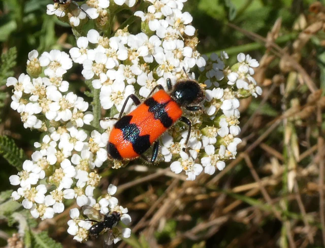 Trichodes apiarius - szalagos méhészbogár