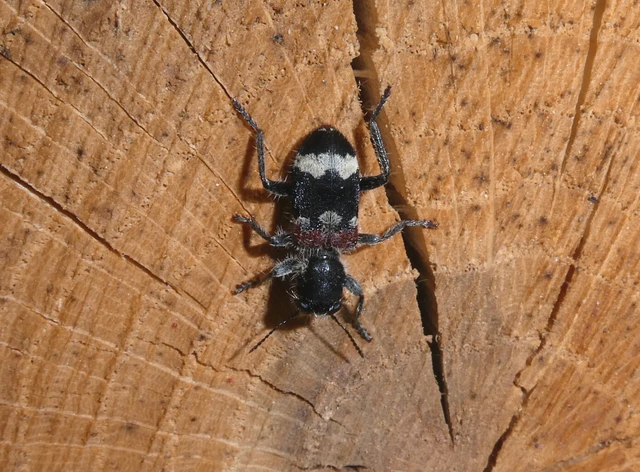 Clerus mutillarius - feketenyakú szúfarkas