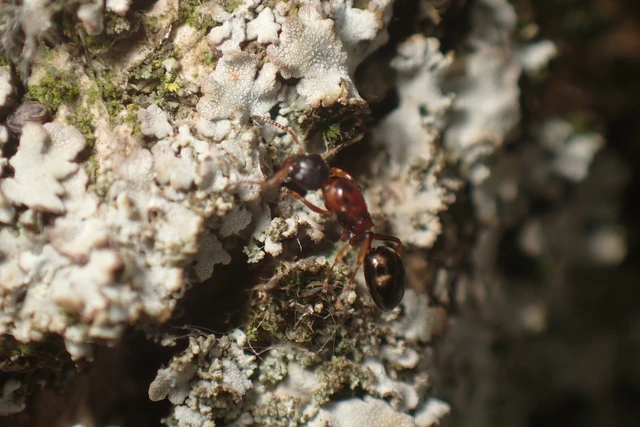 Dolichoderus quadripunctatus - négypettyes erdeihangya