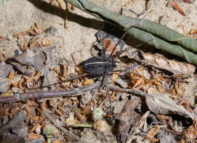 Opiliones - Kaszáspókok