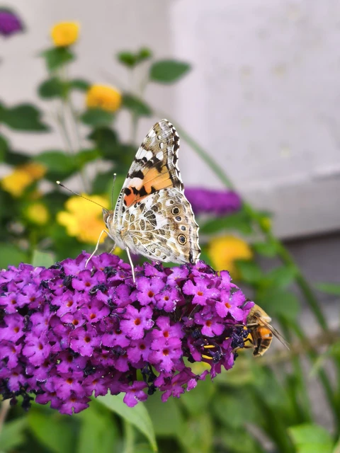 Vanessa cardui - bogáncslepke