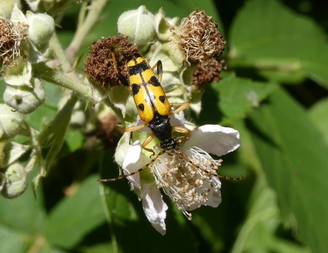 Rutpela maculata - tarkacsápú karcsúcincér Rutpela maculata - tarkacsápú karcsúcincér