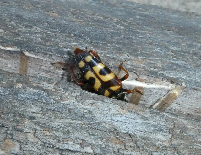Leptura aurulenta - sárgaszőrű szalagoscincér