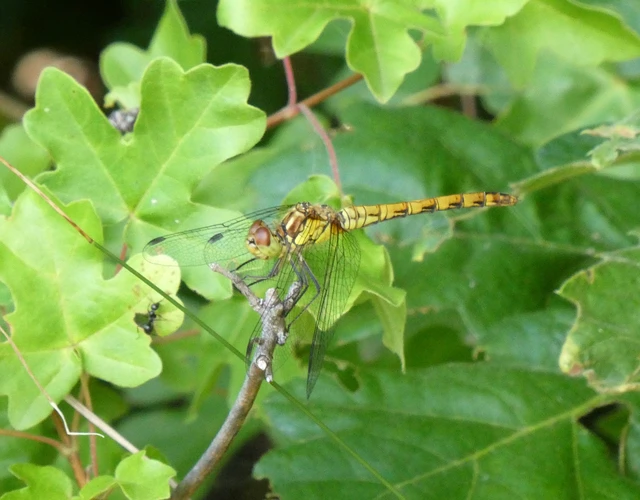 Sympetrum striolatum - harántsávos katona-szitakötő Sympetrum striolatum - harántsávos katona-szitakötő
