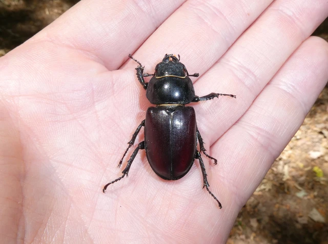 Lucanus cervus - nagy szarvasbogár