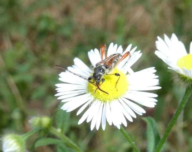 Stenopterus rufus - tarkacsápú keskenyfedőscincér