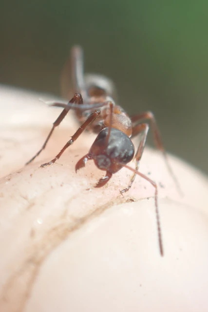 Formica rufibarbis - vörös rabszolgahangya