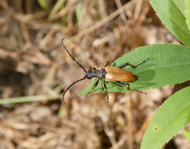 Stictoleptura rubra - vörös virágcincér