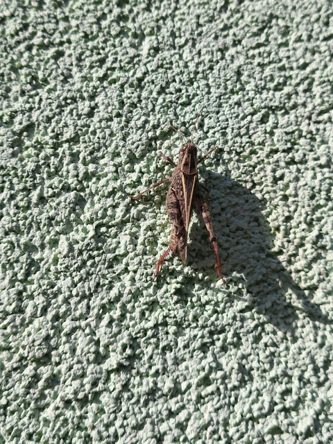 Orthoptera - Egyenesszárnyúak