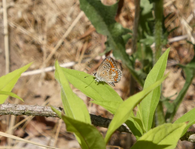 Aricia agestis - szerecsenboglárka