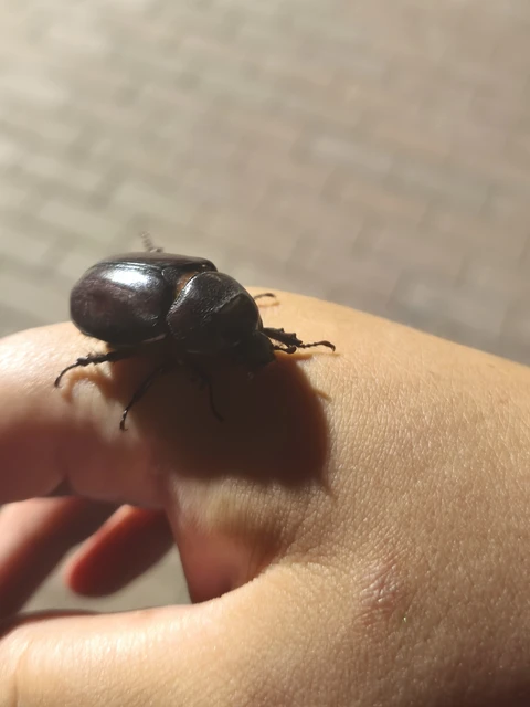 Oryctes nasicornis - orrszarvú bogár Oryctes nasicornis - orrszarvú bogár