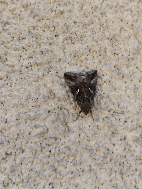 Autographa gamma - gammalepke