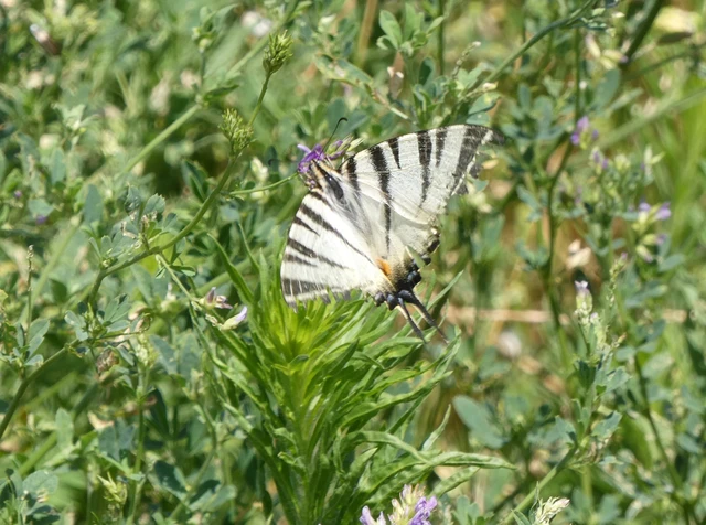 Iphiclides podalirius - kardoslepke