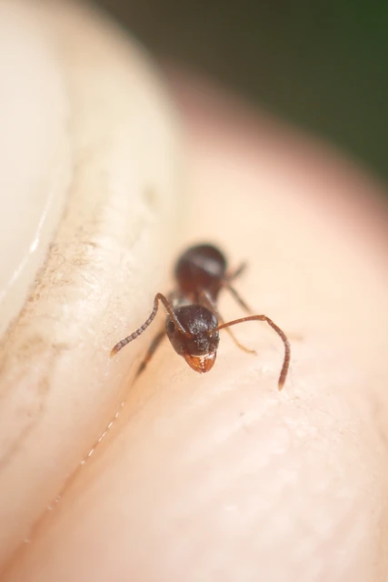 Lasius niger - közönséges feketehangya