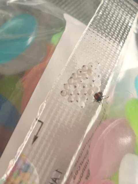Halyomorpha halys - ázsiai márványospoloska Halyomorpha halys - ázsiai márványospoloska