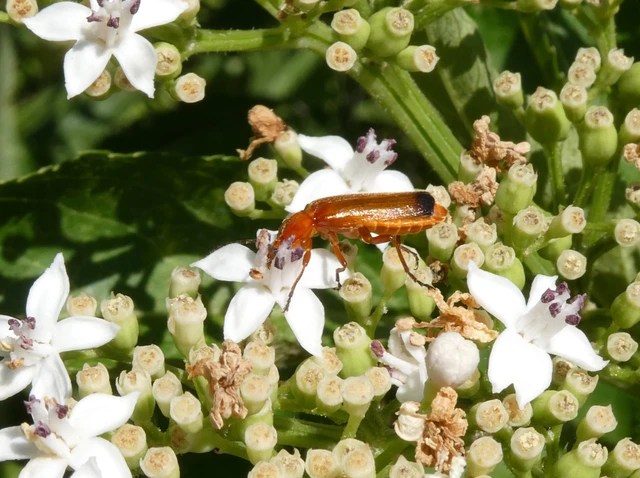 Rhagonycha fulva - feketevégű lágybogár Rhagonycha fulva - feketevégű lágybogár