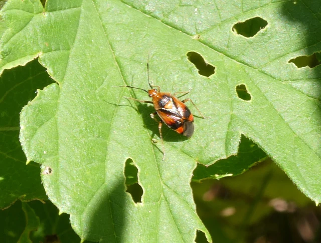 Deraeocoris ruber - vöröses mezeipoloska