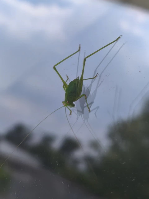 Orthoptera - Egyenesszárnyúak