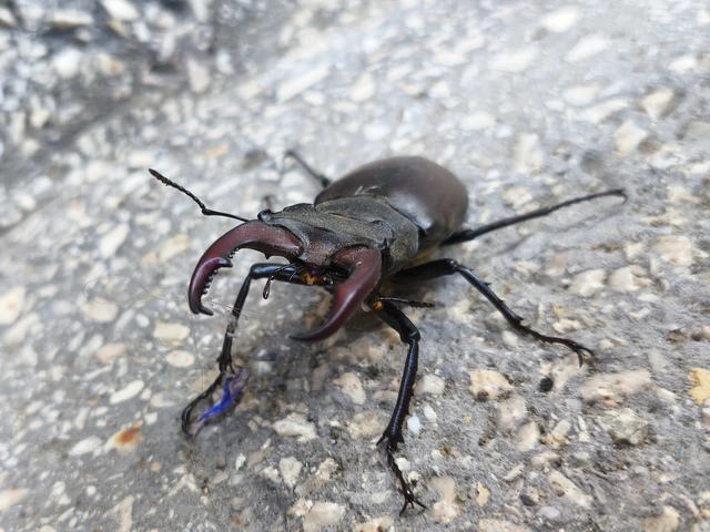 Lucanus cervus - nagy szarvasbogár