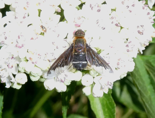 Diptera - Kétszárnyúak Diptera - Kétszárnyúak