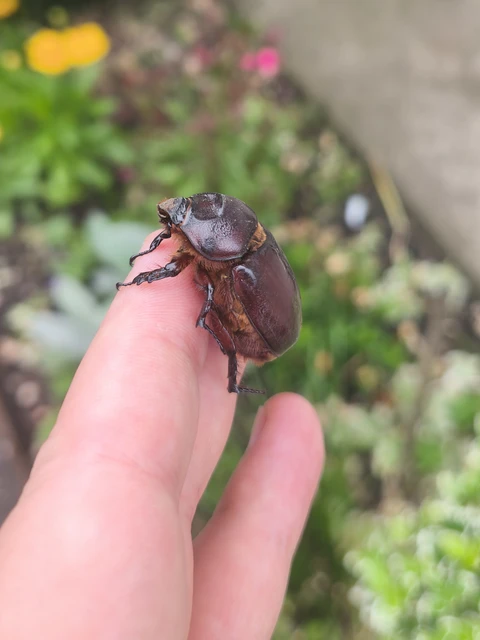 Oryctes nasicornis - orrszarvú bogár Oryctes nasicornis - orrszarvú bogár