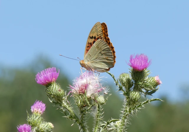 Argynnis pandora - zöldes gyöngyházlepke