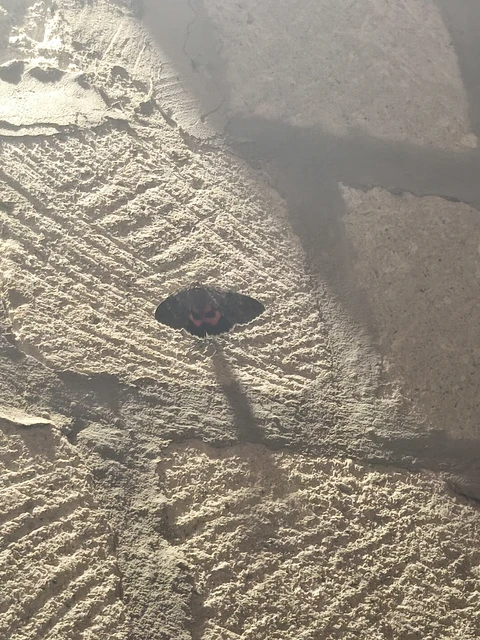 Catocala nupta - piros övesbagoly