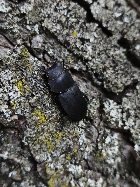 Dorcus parallelipipedus - kis szarvasbogár Dorcus parallelipipedus - kis szarvasbogár
