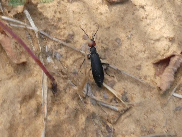 Epicauta rufidorsum - hollóbogár