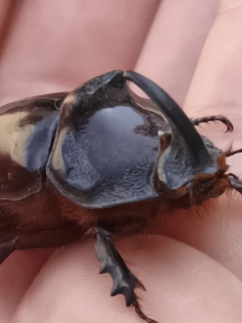 Oryctes nasicornis - orrszarvú bogár Oryctes nasicornis - orrszarvú bogár