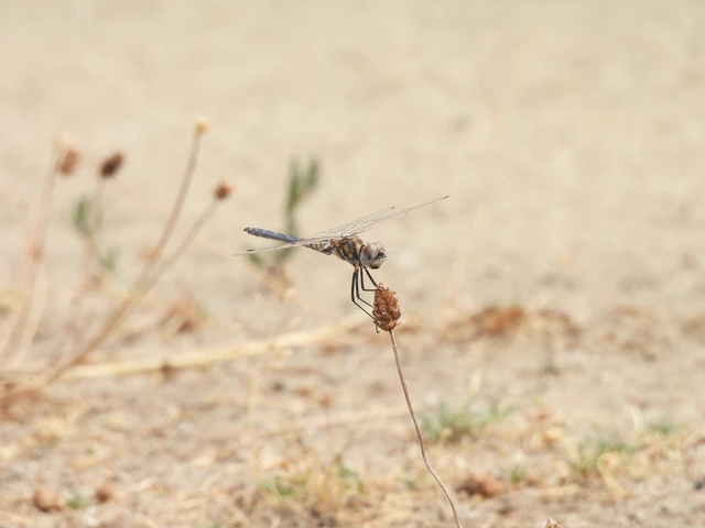 Selysiothemis nigra - vándor árnyszitakötő Selysiothemis nigra - vándor árnyszitakötő
