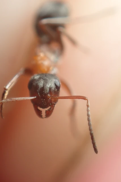 Formica rufibarbis - vörös rabszolgahangya