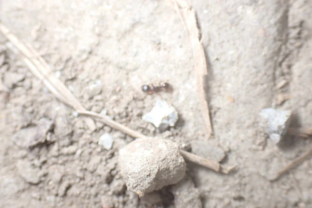 Tetramorium