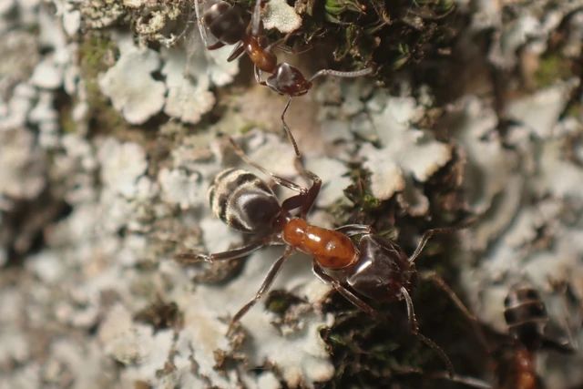 Liometopum microcephalum - tölgyfahangya