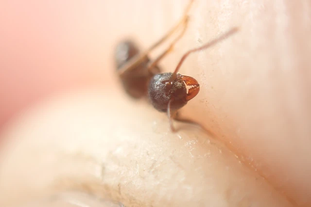 Lasius niger - közönséges feketehangya
