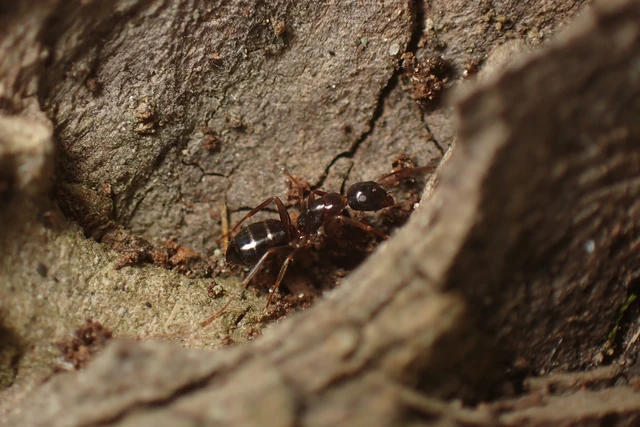 Camponotus fallax - ligeti lóhangya