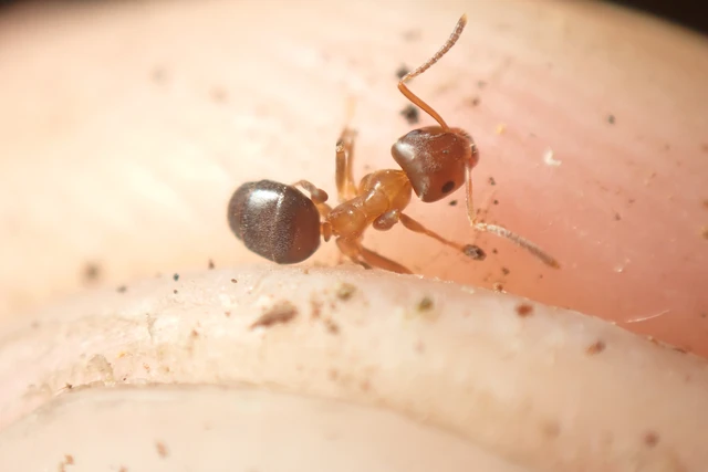 Lasius brunneus - rozsdáshátú feketehangya