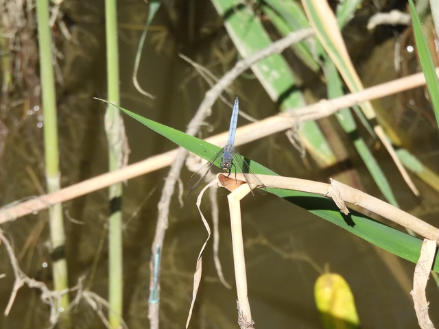 Orthetrum coerulescens - karcsú pásztorszitakötő Orthetrum coerulescens - karcsú pásztorszitakötő