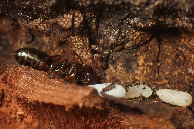 Camponotus fallax - ligeti lóhangya