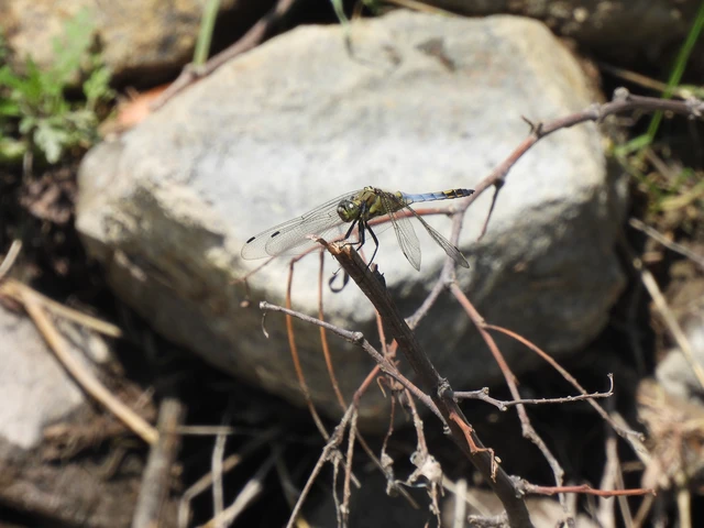 Orthetrum cancellatum - feketefarkú pásztorszitakötő Orthetrum cancellatum - feketefarkú pásztorszitakötő