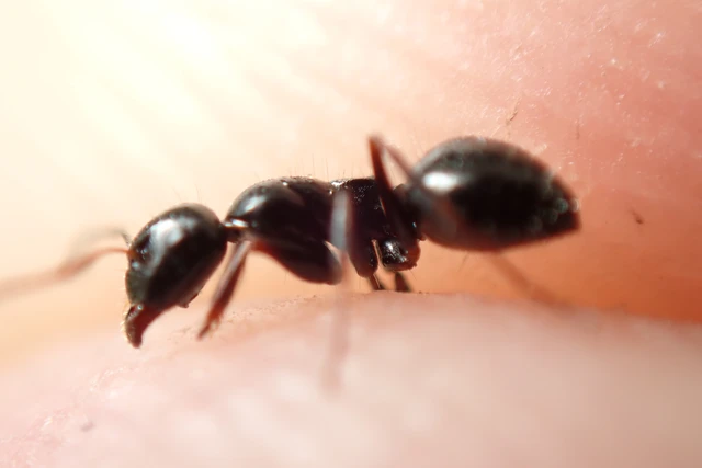Camponotus atricolor - nyerges lóhangya