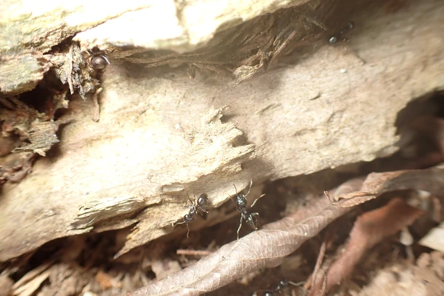 Lasius fuliginosus - kartonépítő fahangya