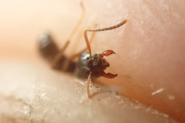 Lasius niger - közönséges feketehangya