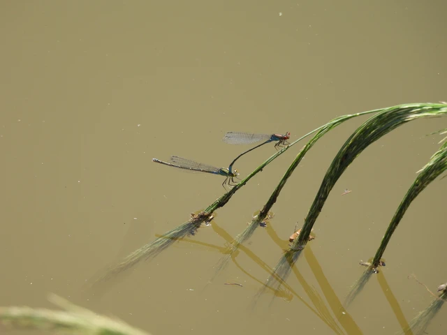 Erythromma viridulum - kis pirosszemű-légivadász