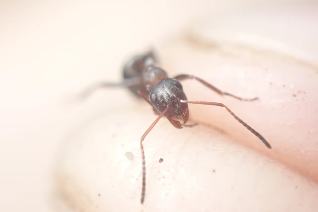 Formica rufibarbis - vörös rabszolgahangya