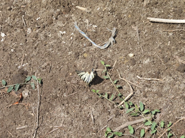 Iphiclides podalirius - kardoslepke