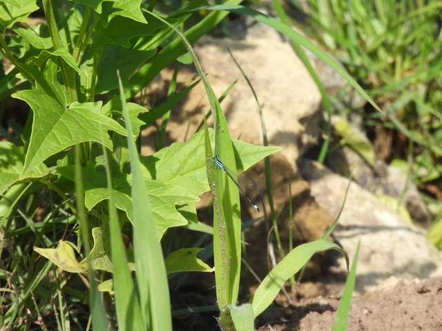 Ischnura elegans pontica - kéköves légivadász